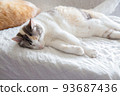 Cat  93687436