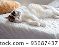 Cat  93687437