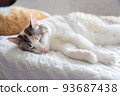 Cat  93687438