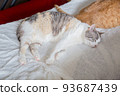 Cat  93687439