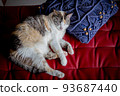 Cat  93687440