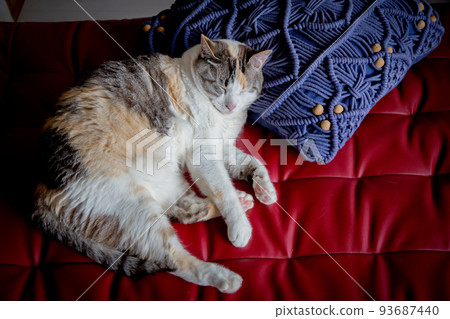 Cat Cat 93687440