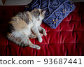 Cat  93687441