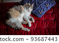Cat  93687443