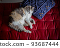 Cat  93687444