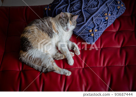 Cat Cat 93687444