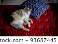 Cat  93687445