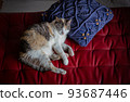 Cat  93687446