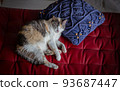 Cat  93687447