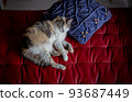 Cat  93687449