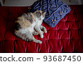 Cat  93687450