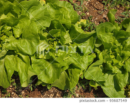 Field salad Field salad 93687549