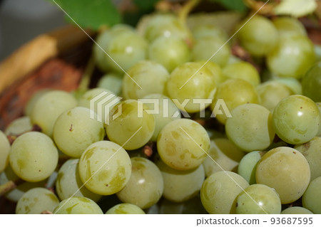 Fruited muscat grapes and a basket under the blue sky Fruited muscat grapes and a basket under the blue sky 93687595