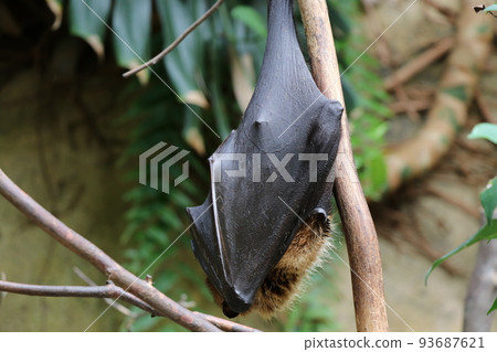 A bat hanging on a tree Indian flying fox A bat hanging on a tree Indian flying fox 93687621