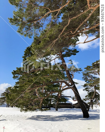 冬日陽光下的松樹 93687628