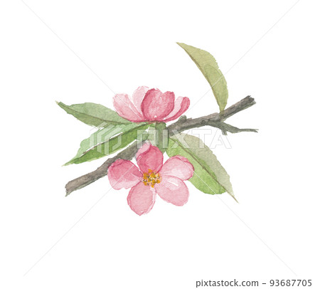 Karia Flower Karia Flower 93687705