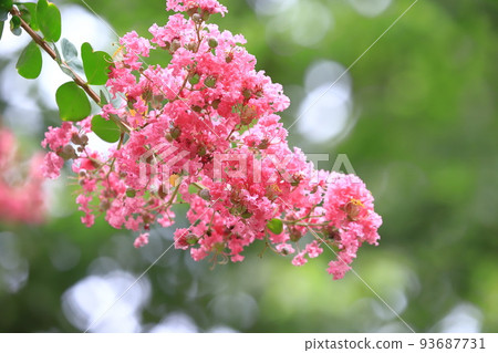 Pink salsberg 93687731