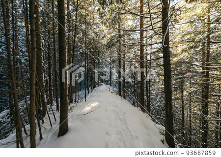 A path with trees on the side of a snow covered forest 93687859