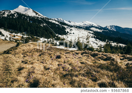 Purple flowers, snow-capped peak in the mountains on a background, spring 93687868