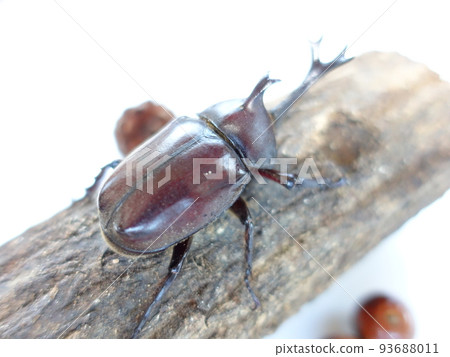 Beetle summer vacation child Beetle summer vacation child 93688011