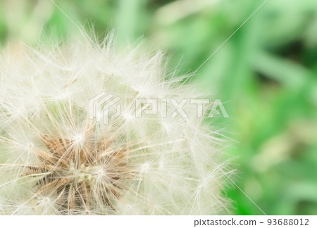 Dandelion fluff Dandelion fluff 93688012