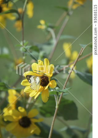 Sunflower (Sunfinity) and butterfly 93688115