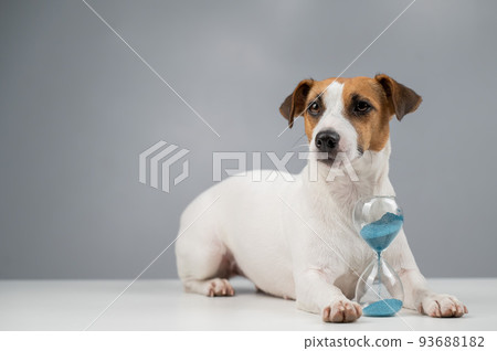 Jack Russell Terrier dog lies next to an hourglass on a gray background. 93688182
