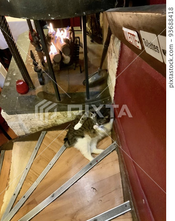 A popular restaurant in Brussels, Belgium, a cat that warms by the fireplace A popular restaurant in Brussels, Belgium, a cat that warms by the fireplace 93688418