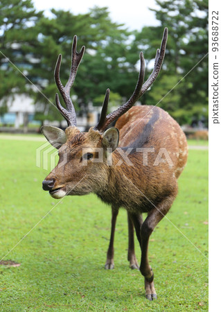 Deer in Nara Park Deer in Nara Park 93688722