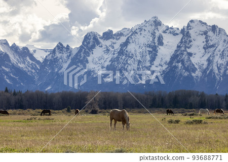 Wild Horse on a green grass field with American Mountain Landscape in Background. Wild Horse on a green grass field with American Mountain Landscape in Background. 93688771