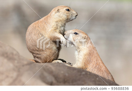 Pair of Prairie Dogs (Cynomys) exchanging loving effusions and appearing to be kissing Pair of Prairie Dogs (Cynomys) exchanging loving effusions and appearing to be kissing 93688836