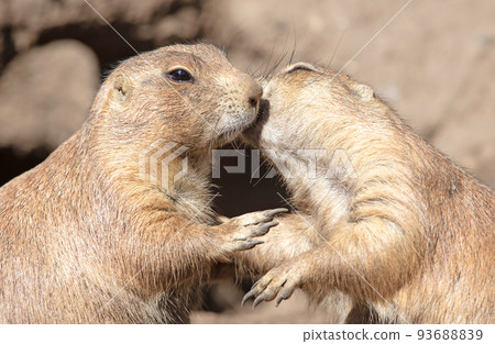 Pair of Prairie Dogs (Cynomys) exchanging loving effusions and appearing to be kissing Pair of Prairie Dogs (Cynomys) exchanging loving effusions and appearing to be kissing 93688839