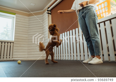Little brown Poodle training in pet house with dog trainer 93689749