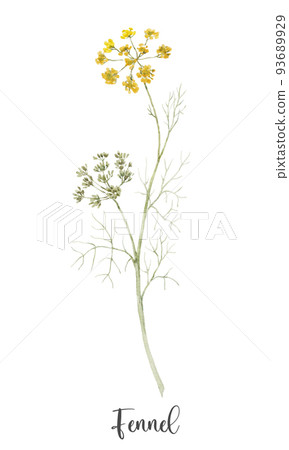 Beautiful floral clip art with watercolor hand drawn summer wild field fennel flower. Stock illustration. 93689929