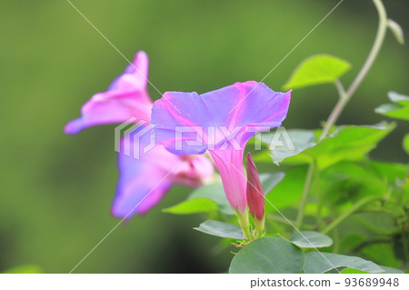 Morning glory in full bloom (morning glory) Morning glory in full bloom (morning glory) 93689948