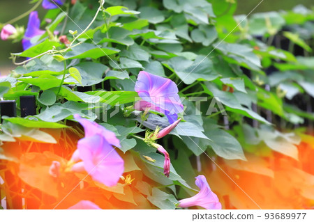 Front bokeh of morning glory (morning glory) and yellow cosmos 93689977