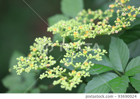 油桐花 93690024