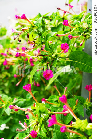 奧斯陸燃燒器 93690107