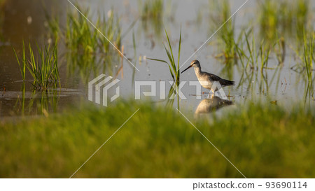 Common greenshank wading in shallow water with green grass 93690114