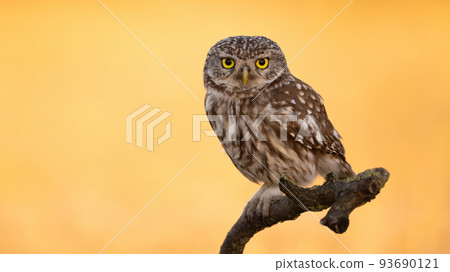 Little owl sitting on a branch with background illuminated by sun in summer 93690121