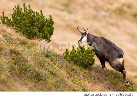 Tatra chamois sniffing a scent territorial mark on a dwarf pine 93690125