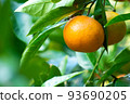 溫州橘子 93690205