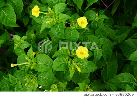 Osloi burner 93690269