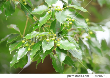 camphor tree with fruit camphor tree with fruit 93690280