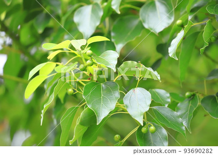 有果實的樟樹 93690282