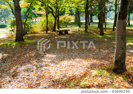 Nanakida Park Autumn Leaves 93690299