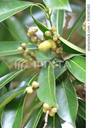 Horse sword leaf spine with fruit (Matebashii) 93690360