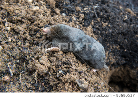 Perished european mole lying on the ground 93690537