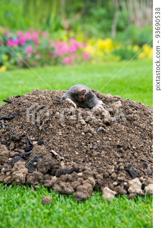 European mole (Talpa europaea) destroying lawn with its mole hills and underground tunnels 93690538