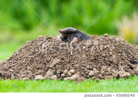 European mole (Talpa europaea) destroying lawn with its mole hills and underground tunnels European mole (Talpa europaea) destroying lawn with its mole hills and underground tunnels 93690549